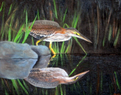 Mary Van Deusen - Birds - shypoke (little green heron)