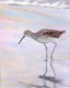 willet